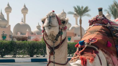 Sharm El Sheikh Mısır 'ın güneşli caddesinde parlak bir battaniyeyle deveye binmek