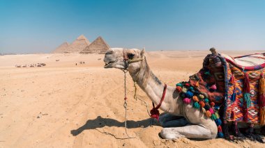 Luxor 'daki piramitlerin yakınındaki Mısır çölünde deve kapanır.