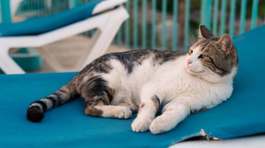 Sıradan bir kedi güneş altında dinleniyor. Yakından.