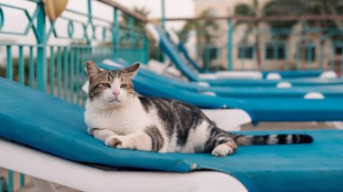 Sıradan bir kedi güneş altında dinleniyor. Yakından.