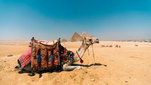 Luxor 'daki piramitlerin yakınındaki Mısır çölünde deve kapanır.