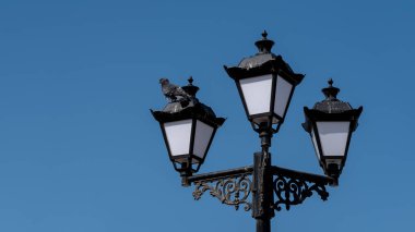 Bir güvercin mavi arka planda izole edilmiş eski bir sokak lambasına oturur.