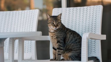 Sıradan bir gri tekir kedi sandalyede dinleniyor.