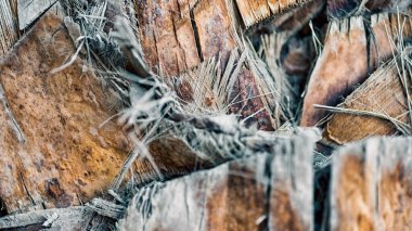 desen arkaplan soyutlaması palmiye ağaçlarının ağaç lifleri kapanıyor.