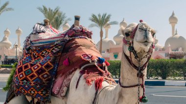 Sharm El Sheikh Mısır 'ın güneşli caddesinde parlak bir battaniyeyle deveye binmek