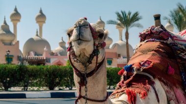 A riding camel in a bright blanket on the sunny street of Sharm El Sheikh Egypt