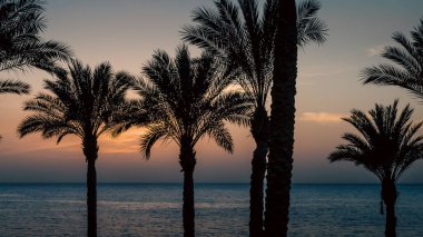 Mısır'da gün batımı gökyüzü ve deniz bir arka plan üzerinde palmiye ağaçlarının akşam manzara siluet
