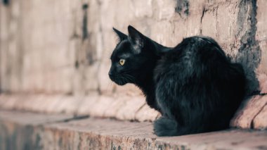 Sokak kedisi eski bir tuğla evin yanında oturur ve yakından izler.