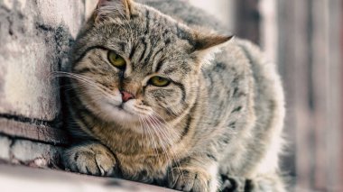 street cat sits on the windowsill of an old brick house and watches close up clipart