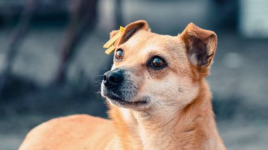 Kulağında sarı bir etiket olan evcil köpek. Umarım yukarı bakıyordur.