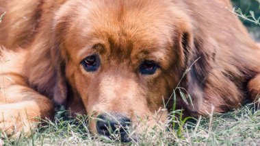Kırmızı büyük köpek doğurmak çekim portre namlu Tibet Mastiff