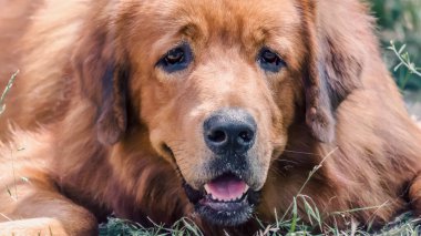 Kırmızı büyük köpek doğurmak çekim portre namlu Tibet Mastiff