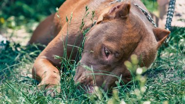 Zincirli kırmızı pitbull yeşil çimlerde uzanıyor ve kokluyor