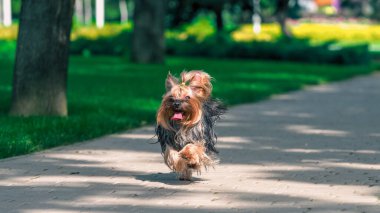 Pofuduk Yorkshire teriyer köpeği açık güneşli bir günde yeşil çimlerin yanında koşuyor.