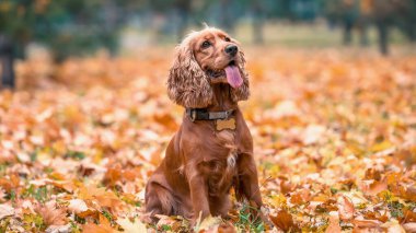 red-haired purebred dog of the American Cocker spaniel breed sits among the yellow autumn fallen leaves in the park clipart