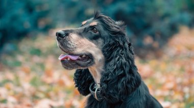 Sonbahar parkında siyah ve esmer Amerikan cocker spaniel köpeğinin portresi