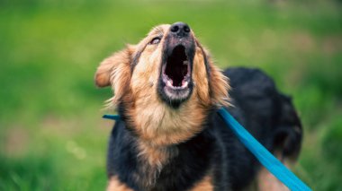 Yazın güneşli bir günde yeşil çimlerde mavi bir tasmayla havlayan kırma köpek.