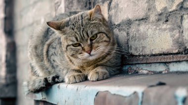 Sokak kedisi eski bir tuğla evin pencere eşiğinde oturur ve yakından izler.