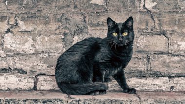 street black cat sits near an old brick house and watches close up clipart