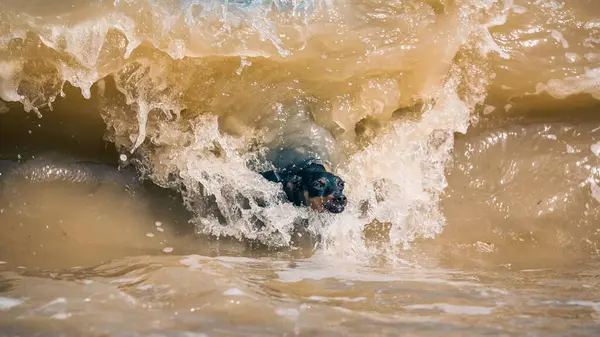 Korkmuş bir köpek köpek doberman sel sırasında çamurlu suda yüzer.