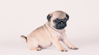 Küçük köpek yavrusu beyaz arka planda tek başına oturuyor.