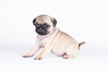 Küçük köpek yavrusu beyaz arka planda tek başına oturuyor.
