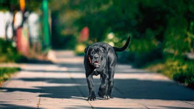 Siyah safkan Cane Corso köpeği güneşli bir yaz gününde tasmasız bir şekilde sokakta yürüyor.