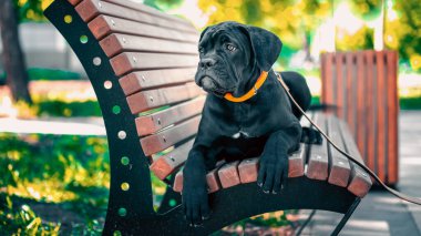 Siyah safkan Cane Corso bir yaz akşamı parktaki turuncu ahşap bir bankta yatıyor.