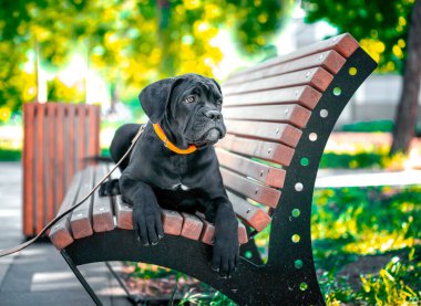 black purebred Cane Corso puppy lies on an orange wooden bench in the park on a summer evening clipart