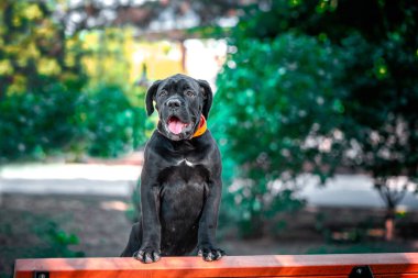 Siyah safkan Cane Corso köpeği bir yaz akşamı parktaki ahşap bir bankta duruyor.