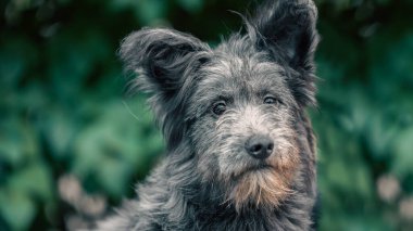 Komik kırma tüylü köpek, üzgün bir şekilde kameraya bakıyor yeşil çalıların arka planında.