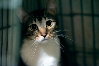 Karanlık kafesteki sahipsiz talihsiz kedi üzgün görünüyor.