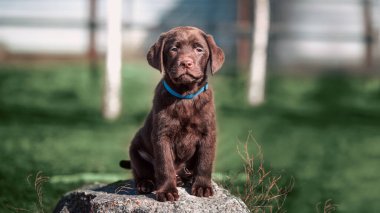 Çikolata renkli safkan Labrador köpeği yeşil çimlere karşı bir taşın üzerinde oturuyor.