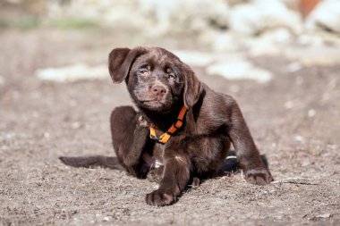 Çikolata renkli Labrador köpek yavrusu yerde otururken pireler yüzünden kaşınıyor.