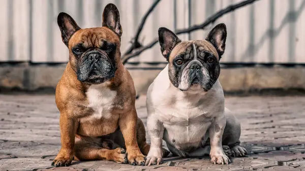 Bir çift yetişkin safkan Fransız Bulldog 'u bahçede yan yana oturuyor.