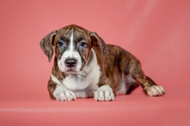 Safkan kaplan rengi Staffordshire Terrier köpeği mercan stüdyosunda yatıyor.