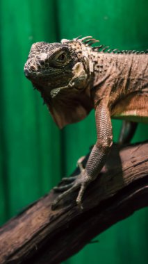 Kertenkele iguana sürüngen kafasının portresi.