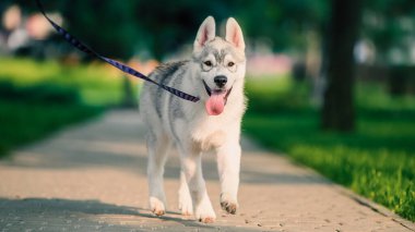 joyful Siberian husky puppy on colored leash walk in the park in summer