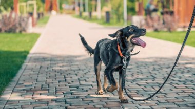 Melez köpek yavrusu yaz günü tasmayla parkta dolaşıyor.