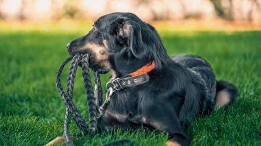 Melez köpek yavrusu, güneşli bir günde parkta yürürken deri bir tasma kemirir.