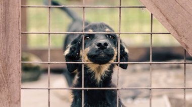 köpek köpeği barınak kafesi üzerinden yüzünü sıkışmış