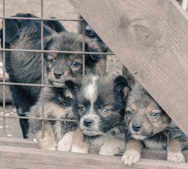 Üç üzgün kırma yavru bir ahşap kafes içinde