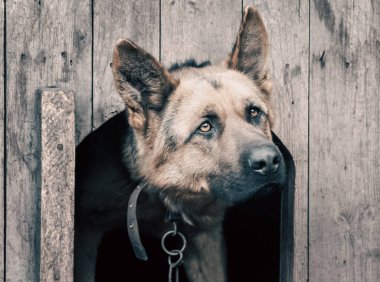 portrait of a german shepherd on a chain in a wooden doghouse close up