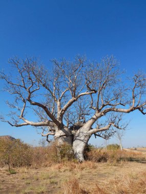 Bir baobab ağacının gövdesi yarıldı ve iki yarısı birbirine sarılıyor gibi görünüyor. Dallar mavi bir gökyüzüne doğru uzanıyor ve kuru çalılar ağacı sarıyor. Yakındaki bir araba ağacın boyutunu vurgular.          