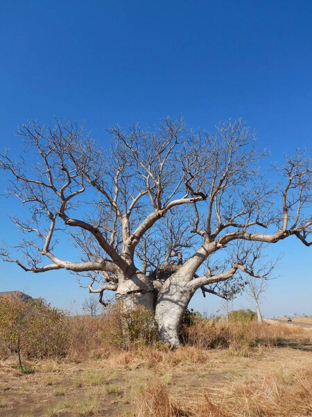 The trunk of a baobab tree has split, with the two halves appearing to hug one another. The branches stretch out against a blue sky, and dry scrub surrounds the tree. A nearby car highlights the size of the tree.          