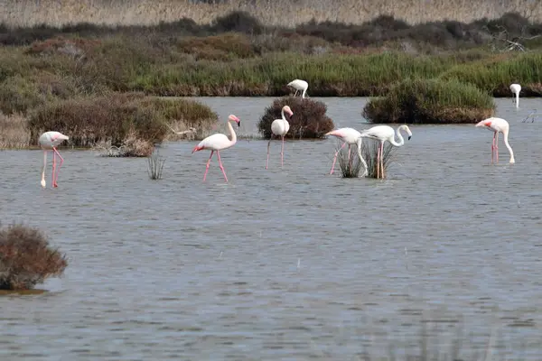 Bir grup flamingo sığ sularda duruyor. Pembe bacakları, beyaz vücutları, pembe kuyrukları ve kanat tüyleri vardır. Bazılarının siyah uçlu pembe gagaları var. Kıyı da yabani otlar yetişir.