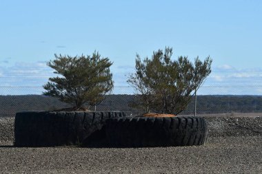 İki dev lastik, ağaç yetiştirmek için bahçe yatağı olarak kullanıldı. Metal bir çitin önünde, çakıllı bir yolda dinleniyorlar. Arka planda ağaçlarla kaplı tepeler ve gökyüzü mavi..