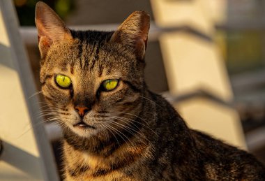 Bengal kedisi dışarıda. Doğada güzel kedi portresi. Açık havada. Doğada güzel kedi portresi.