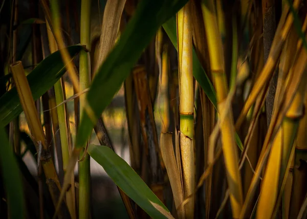 Abstract Background Picture Reed Thickets City Park Israel Ashkelon November — Stock Photo, Image