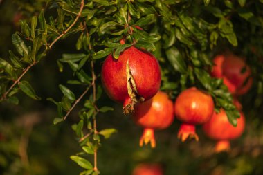 Nar bahçesi. Ağaçtan sarkan kırmızı, sulu nar meyveleri. Orta Doğu İsrail